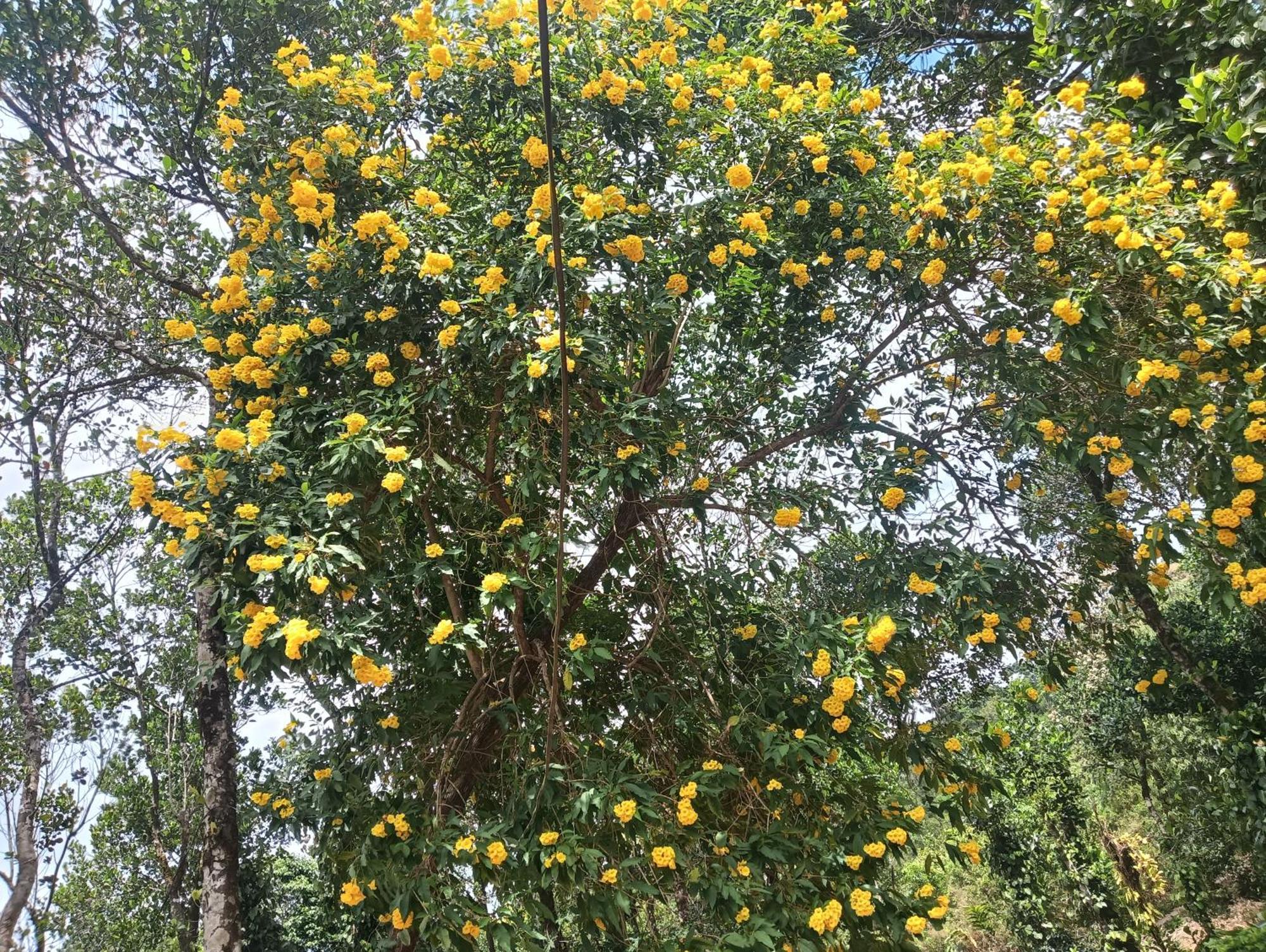 Tharayil Farm Stay Vagamon Cameră foto